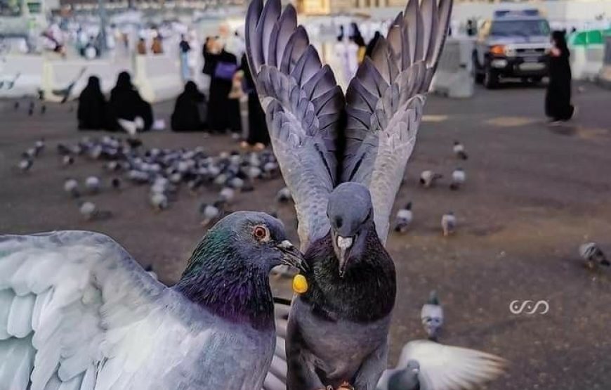 Umrah in Shabaan and Ramadan